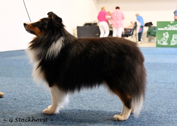 Ch. Hakon von der kleine Nordhelle