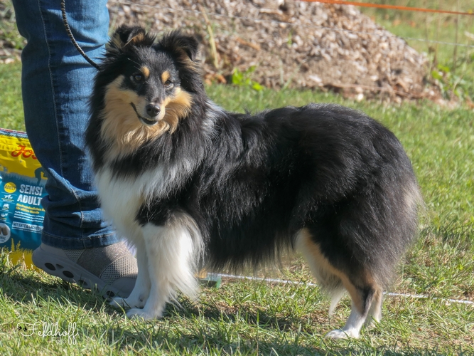 OKH Wild Mustang Dragomira