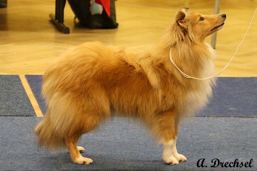 JüKH Hanya vom Ponyhügel