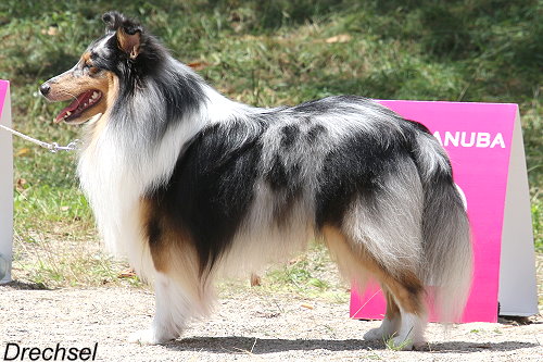 Ring Ding Dong von der alten Birke