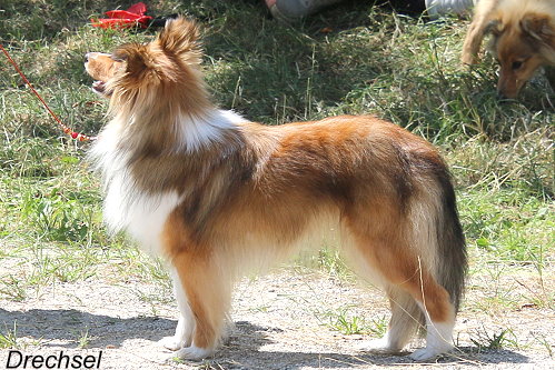 Take me Home Tinkerbell von der alten Birke