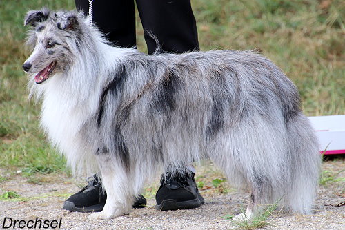 Felino vom Ponyhügel
