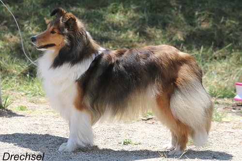 Sweet Josy of Perfect Dream