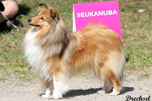 Quite the Attraction von der alten Birke