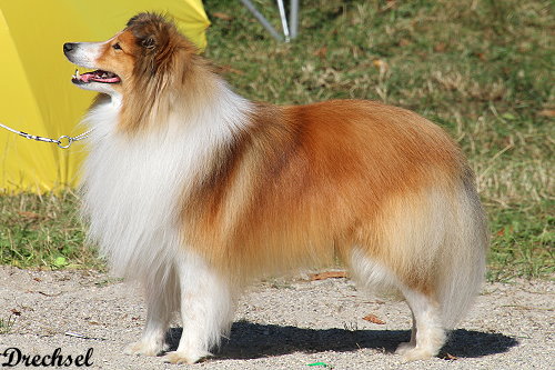 Xaadi vom Birkenwappen