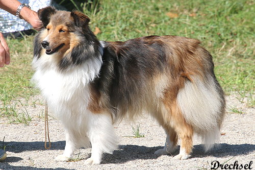 Sweet Josy of Perfect Dream