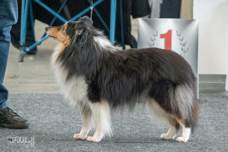 ChKH Erin Queen Of Clubs v.'t Maartenshuis