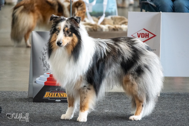 JKR Gustav in Blue von den Bockshof Angels