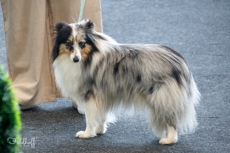 ZwKH Vinci Des Gardiens De Trois Magots