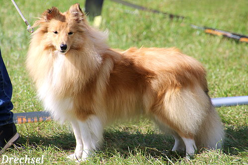 JKH Aponi vom Haubergsland