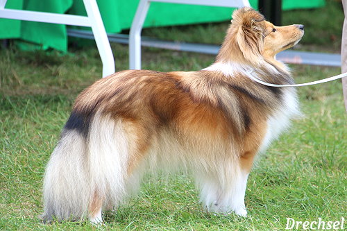 OKH Onlijofloloune's Adele