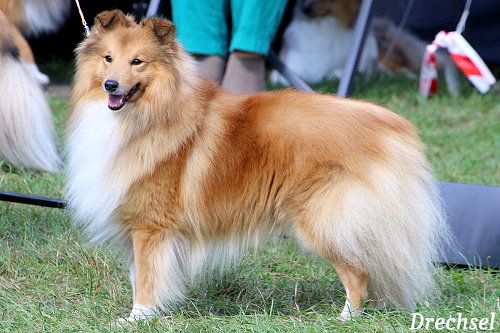 OKR Heros Venustus De Via Balaena