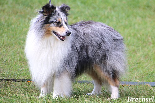 OKR Kampino von Hauschteckslust