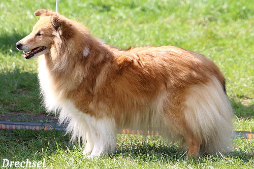 VKH Annazobelle's Image Of Love