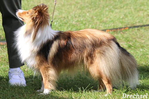 ZwKH Valentina vom Berghof Engelsbrand