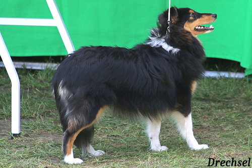 JüKH Fairyglen Quiana Queen of the Night