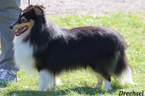 OKR Sanyo vom Haubergsland