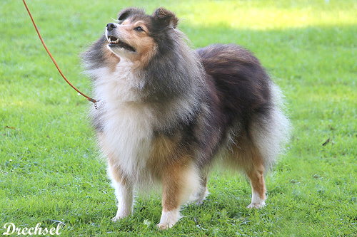 VKH Toffifee vom Affinger Bach