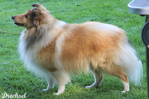 VKR Amberblaze Dreams 'N' Hopes