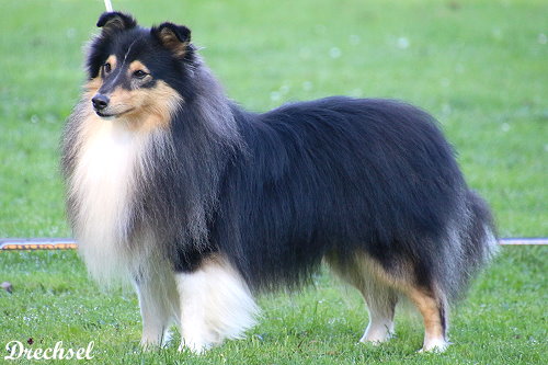 ZwKR Inverey from little Robin Hood