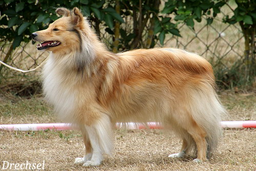 OKH Grace vom Ailenberg