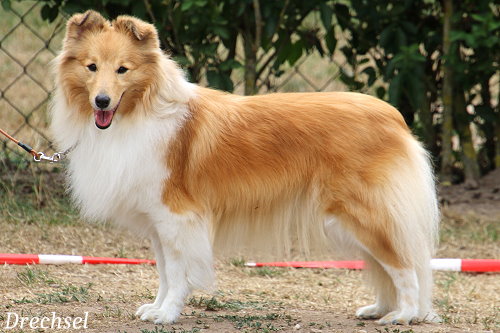 OKH Yasmin Summer Dream vom Erkelenzer Land