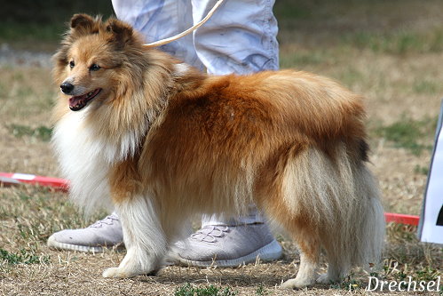 VKH Ella vom Ailenberg