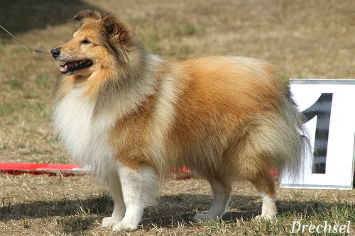 VKR Amberblaze Dreams'N'Hopes