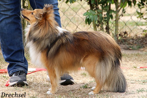 ZwKH Ida vom Essigberg