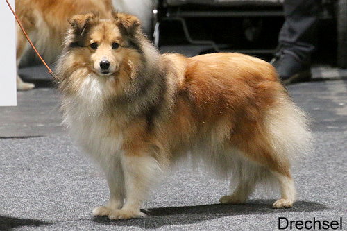 Bellarose vom Affinger Bach