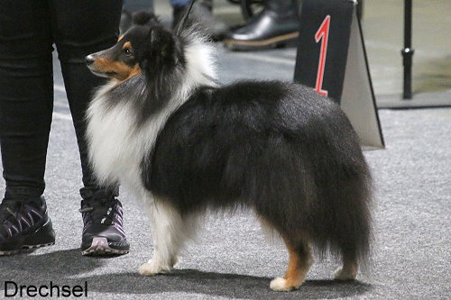 Hollys Dreampaws Harry Herzblatt