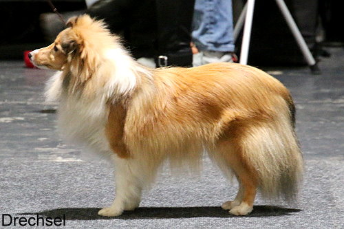 Bo Sophie Herzogin vom Dornenfeld