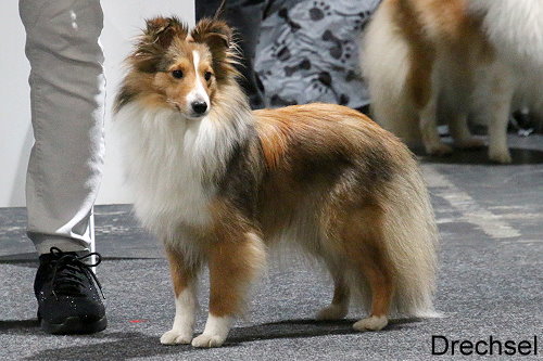 Valentina vom Berghof Engelsbrand