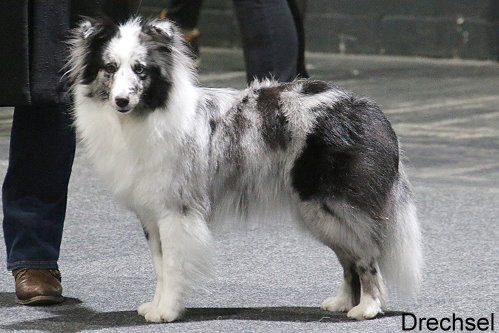 Agility Powwer Dune Runner