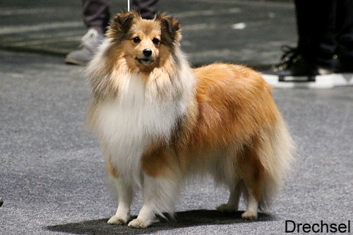 Hollys Dreampaws Kashmir Keela