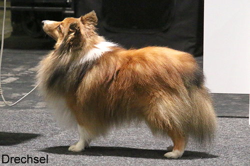 Magic Power Mounty am Woogbach