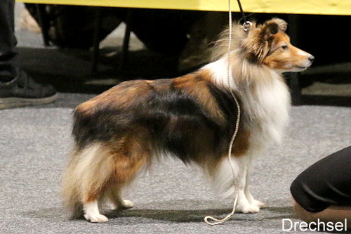 Kirby vom Schloß Ramstedt