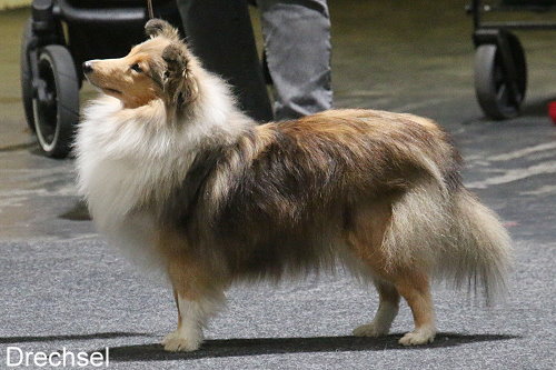 Quenna vom Berghof Engelsbrand