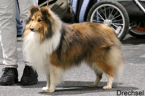 Grisou vom Birkenwappen