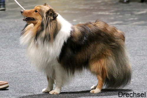 Leo vom Berghof Engelsbrand